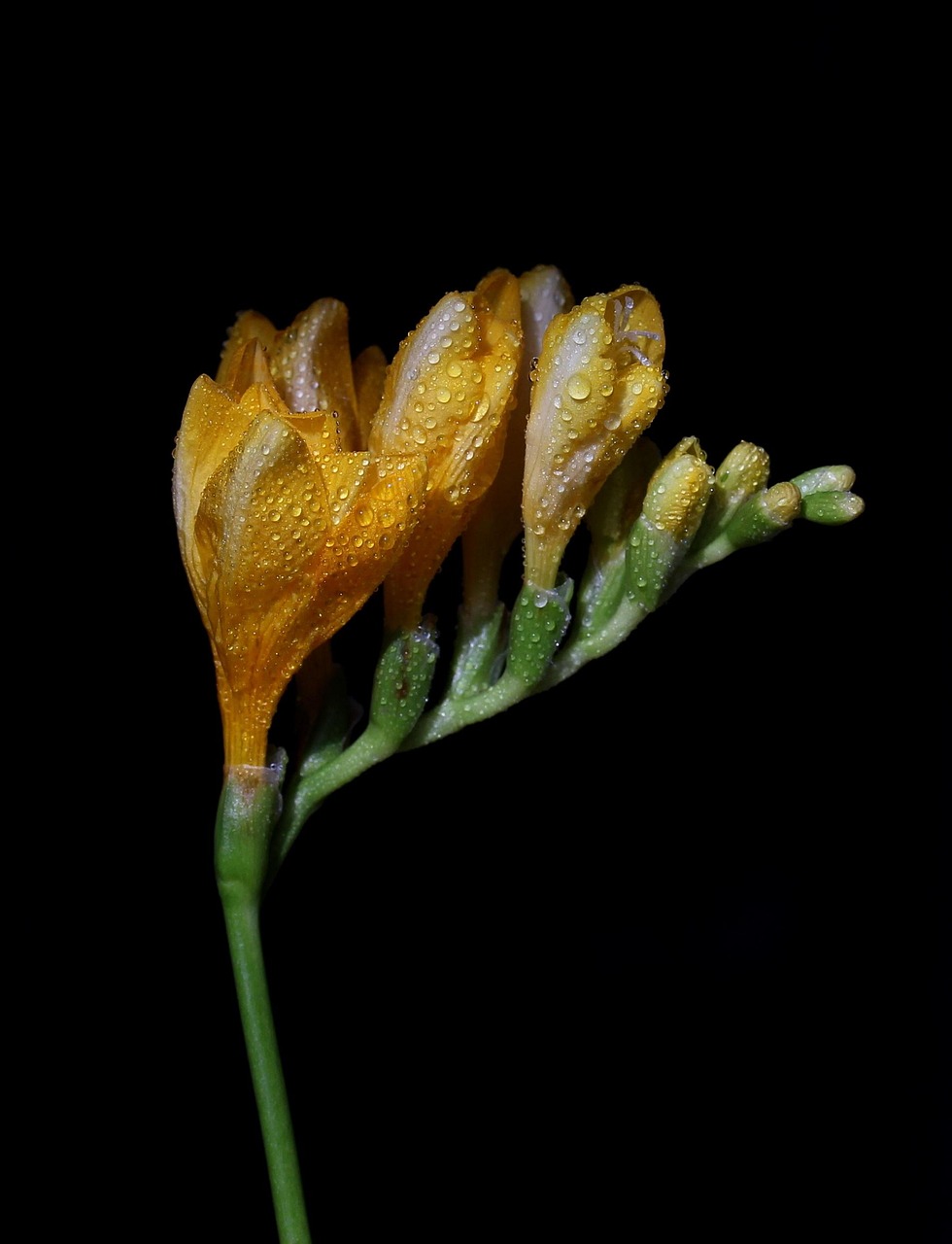 臺風(fēng)梅花最新動態(tài)，14號臺風(fēng)情況分析與預(yù)報