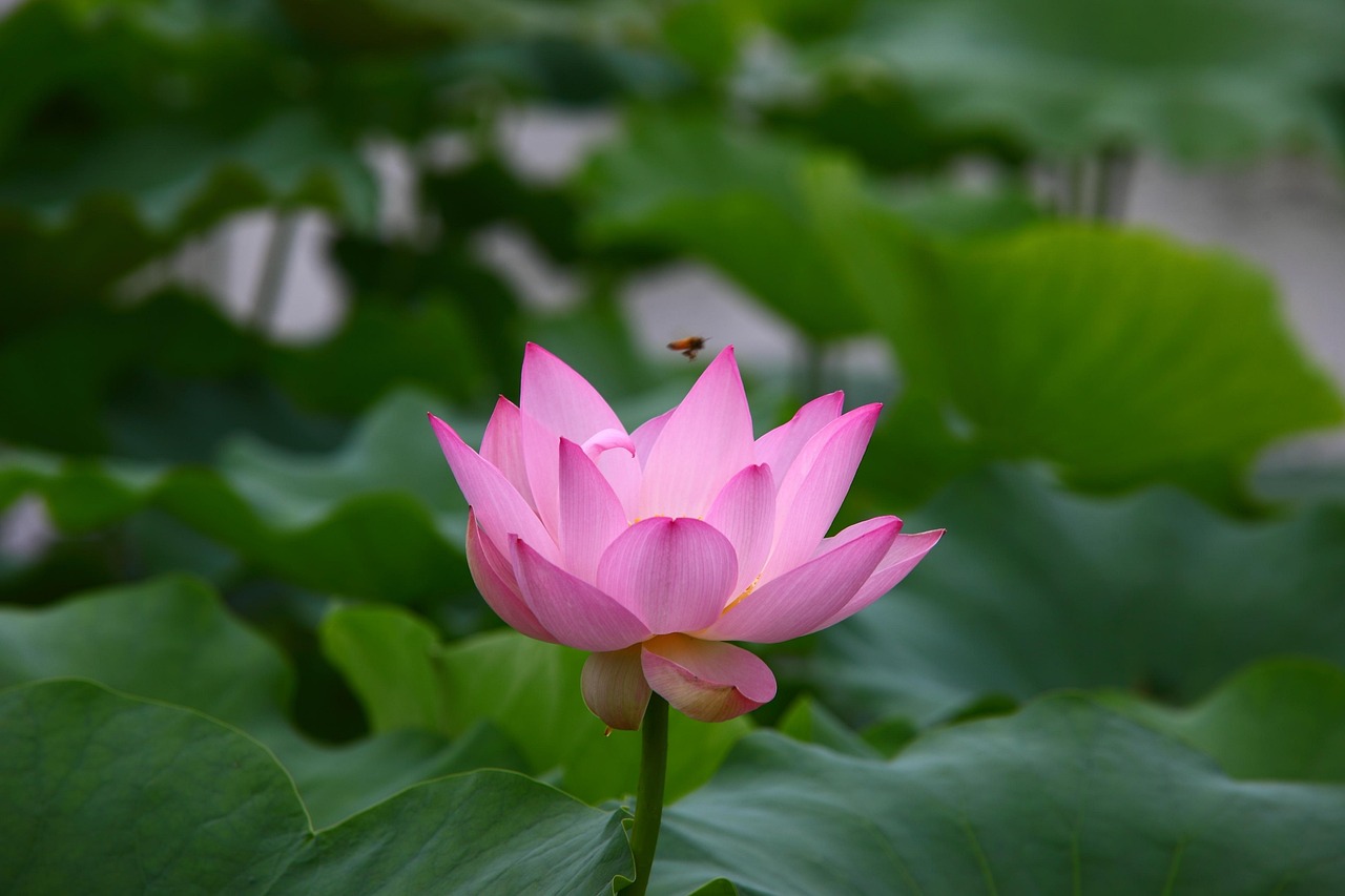 芒山鎮(zhèn)最新動態(tài)，蓬勃發(fā)展中的新篇章開啟