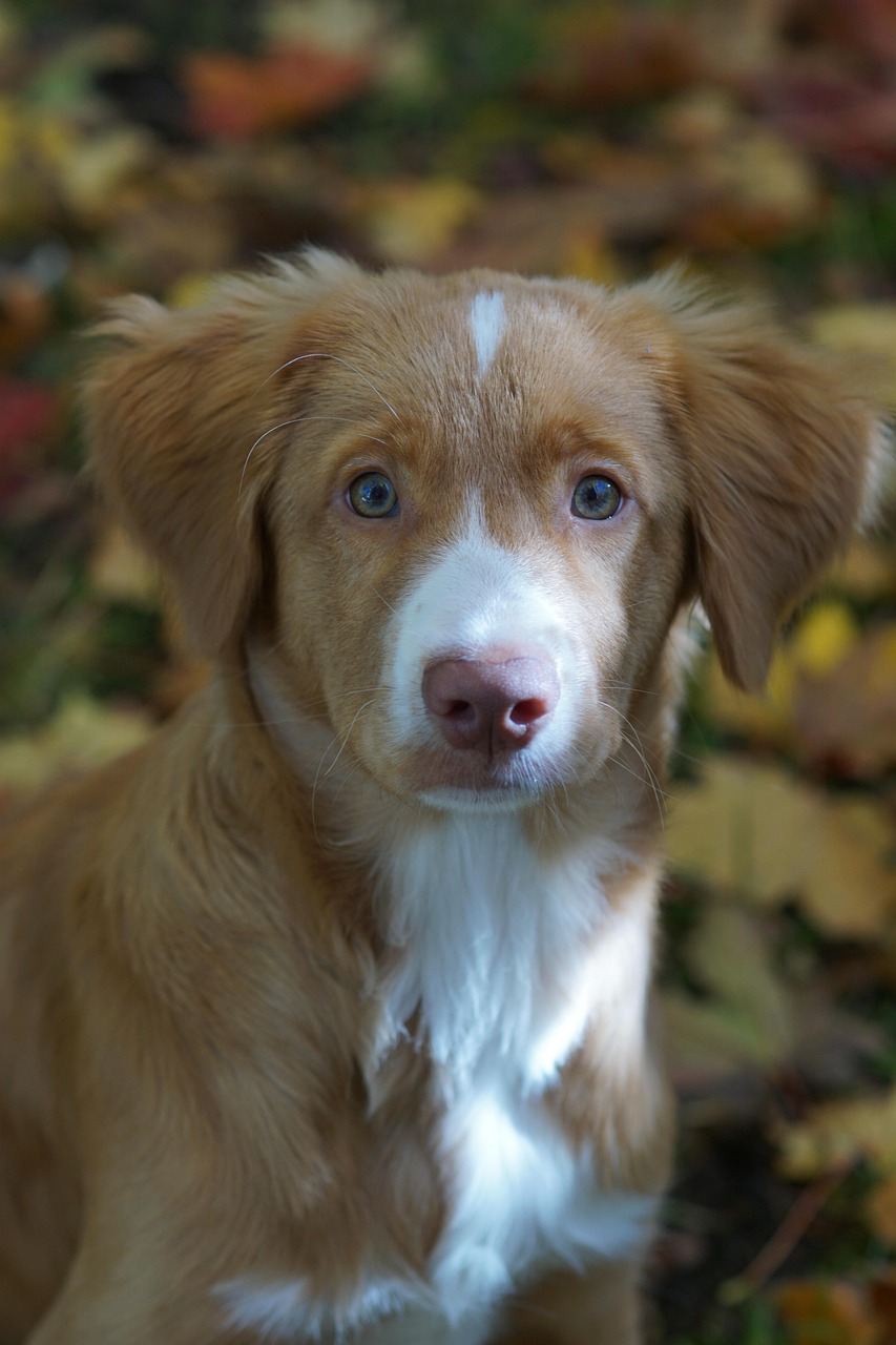 最新萌犬新星，可愛力量融化人心