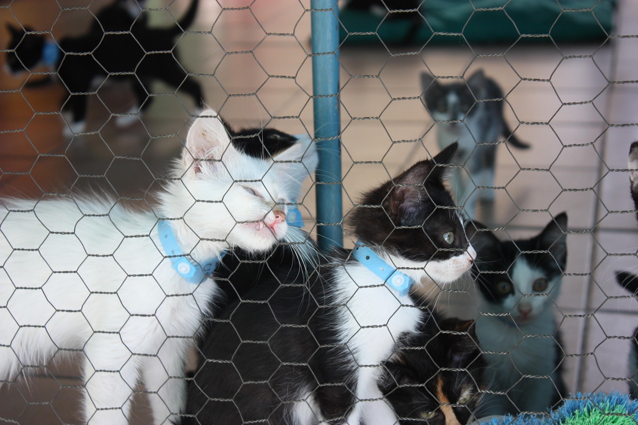 光輝犬舍新引進(jìn)種犬，開啟繁育新篇章