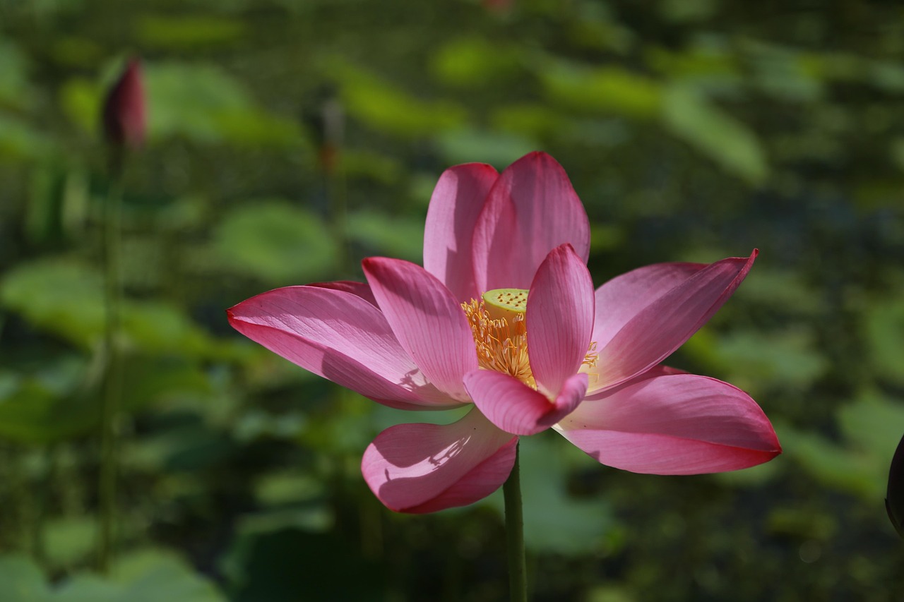 三水萬景豪園最新價(jià)格動(dòng)態(tài)及解析